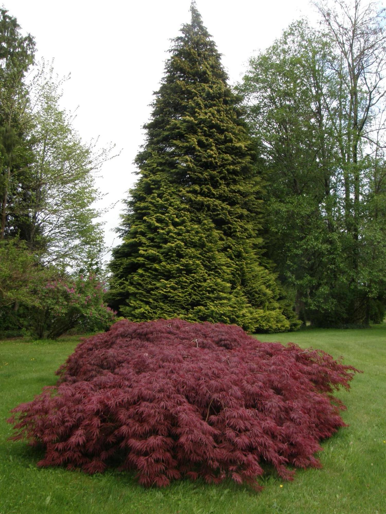 Cedar Wood Lodge Bed & Breakfast Inn Port Alberni Bagian luar foto